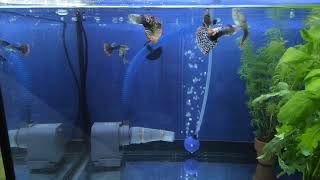 ปลาหางนกยูง หูช้างโมเสก - (Big Ear Mosaic Guppy)