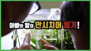 아빠와 딸의 안시 치어털기 Ancistrus fry, breeding