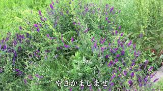ひふみ祝詞