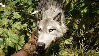 benchmark Far Cry Primal full hd fx8350+gtx1070