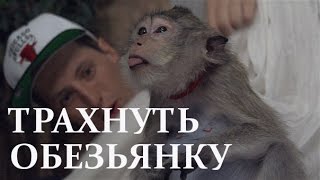 ТРАХНУТЬ ОБЕЗЬЯНУ