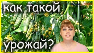 Реальнее не бывает!!! 20 КИЛОГРАММ урожая ОГУРЦОВ с одного куста!