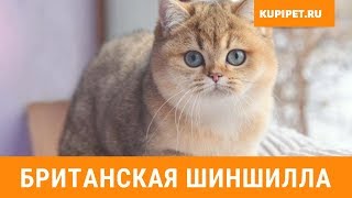 БРИТАНСКАЯ ШИНШИЛЛА ВСЕ О ПОРОДЕ. ИНТЕРЕСНЫЕ ФАКТЫ