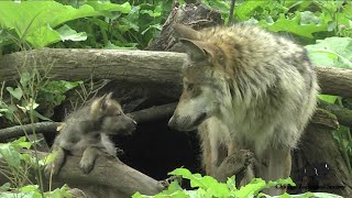 Wolf Pups Born at Brookfield Zoo