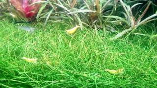 Neocaridina Davidi var. Yellow Neon