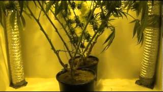 Indoor Closet Grow - Growing Marijuana Indoors