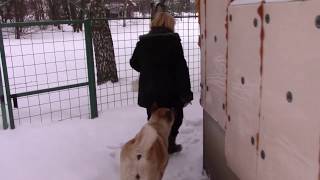 Как зарубить курицу и ощипать. Выясняю причину , почему куры не несутся.