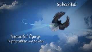 Pigeons from Russia / Голуби из России