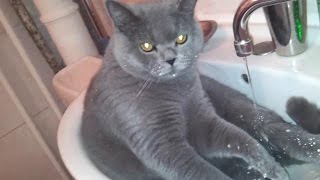 Британский кот в раковине