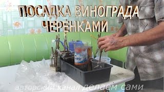 Виноградарство.Как посадить виноград черенками.Посадка черенков винограда весной