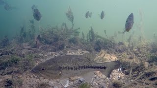 What Happens When You Fish for Spawning Bass? Underwater Bed Fishing Tutorial