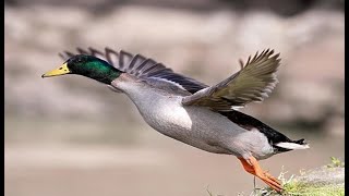 ОТКРЫТИЕ ОХОТЫ 2019. ОХОТА С РУССКИМ СПАНИЕЛЕМ НА УТКУ.