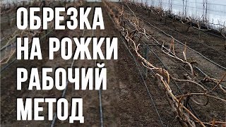 Виноград .Формировка  на рожки .