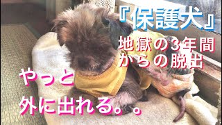 【感動 保護犬】やっと外に出れる。地獄の三年間からの脱出。しーちゃんが辛い日々から、楽しく笑って生活するようになるまでの記録です。