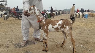 Barbari Aur Teddy Goats for Next Year Eid 2020 in Bakra Mandi Faisalabad