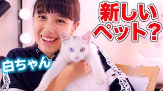 【猫】新しいペット？！白い猫ちゃんがついに家にやってきた！(cat)