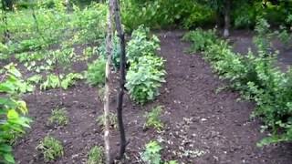 ХОРОШО СЕГОДНЯ МЫ ПОРАБОТАЛИ по удержанию влаги в почве