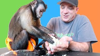 Monkey FUN Colorful Sand Reaction!