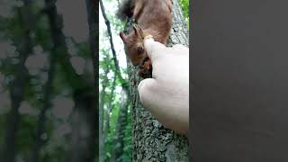 Показываю как мажу глаз белке с глазиком / I'm trying to treat a squirrel's eye
