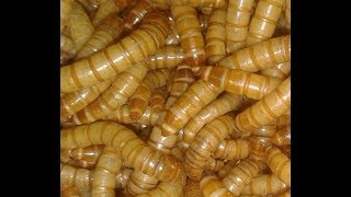 الميل ورم (دودالقبابى) ميل ورم حلقه رقم14 وليه مربح جدا