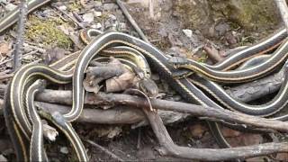 Narcisse Snake Pits - Mating Ball Frenzy - 2016