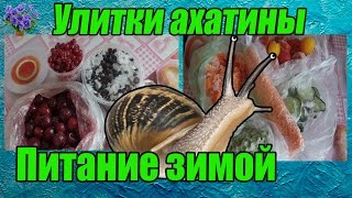 Африканская улитка ахатина  питание зимой замороженными овощами и ягодами