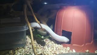 Техасский полоз Ева. КРАСОТА и ГРАЦИЯ белой голубоглазой змеи. White Snake