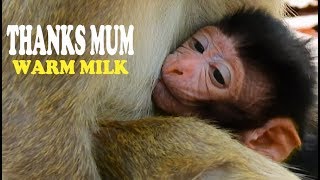 THANKS MUM WARM MILK | VERY SMALL BABY PRINCE YOUNG MUM WARMTH IN CHEST FULL GET MILK