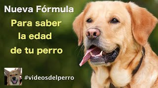 Cómo Saber la Edad de tu Perro. ?NUEVA FORMULA?