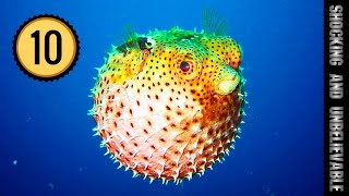 ТОП 10 - САМЫХ ЯДОВИТЫХ МОРСКИХ ОБИТАТЕЛЕЙ