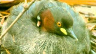 Gudavi Bird Sanctuary