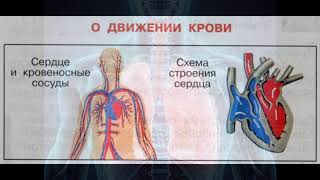 Окружающий мир 3 класс ч.1, тема урока "Дыхание и кровообращение", с.144-146, Школа России.