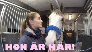 AVSLÖJAR MIN NYA HÄST