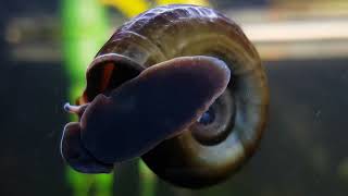 Planorbarius Corneus HD