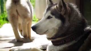 #huskiesterra, #husky, #хаски, Сьездила в гости в питомник / ЧЁРНЫЕ ХАСКИ / промокли до нитки))))