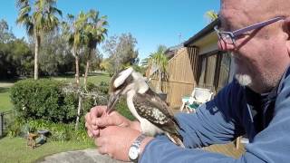 Kookaburra Feeding - Biteys Bounty