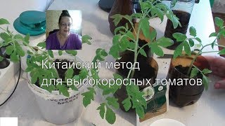 64. Метод срезки для высокорослых томатов/китайский метод/