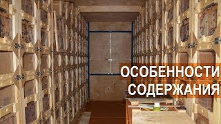 ОСОБЕННОСТИ СОДЕРЖАНИЯ ПЧЁЛ В КАССЕТНЫХ ПАВИЛЬОНАХ. Пасека Берендей.