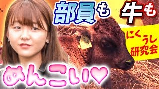 【にくうし研究会】北海道のめんこい集団が2トンのアレを運ぶ！！【HTB】
