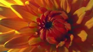 Как распускаются цветы таймлепс. Шикарно! Flowers in growth time lapse