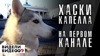 Хаски Капелла НА ПЕРВОМ КАНАЛЕ, в программе видели видео