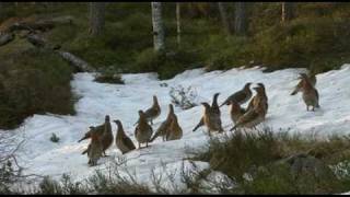 TIURLEIK MED 20 RØY - Capercaillie display in Froland Norway