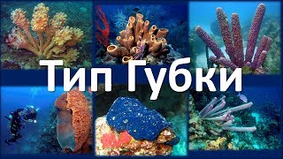 4. Тип Губки (7 класс) - биология, подготовка к ЕГЭ и ОГЭ 2019