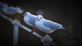 Zeiss Apo Sonnar T* 135mm F2 + Sony A7RII Field test Part2
