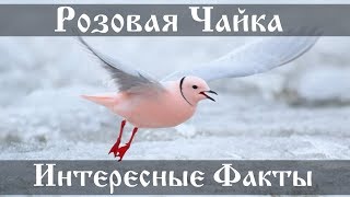 Розовая Чайка - интересные факты