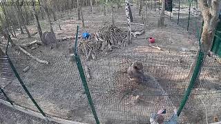Душ для Мансура в ожидании бассейна/Bear Mansur