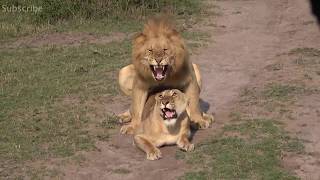 Lion Enjoy With Lioness | Extinct Wild Animals Meet Video animals breeding