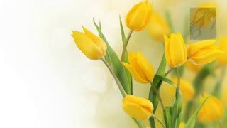 Весенние цветочные футажи 11 - 20 (2 часть) PSP footages