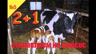 №5 Корова кормилица и два теленка - два противоположных случая