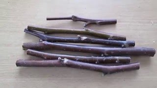 Заготовка и хранение черенков для прививки